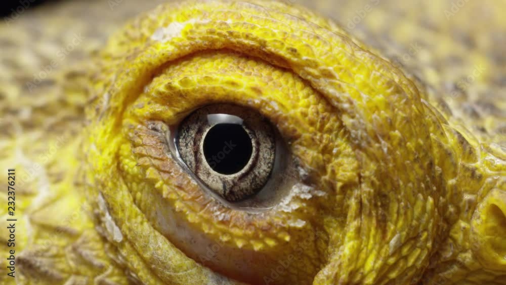 Bearded Dragon Lizard On White Background 4K