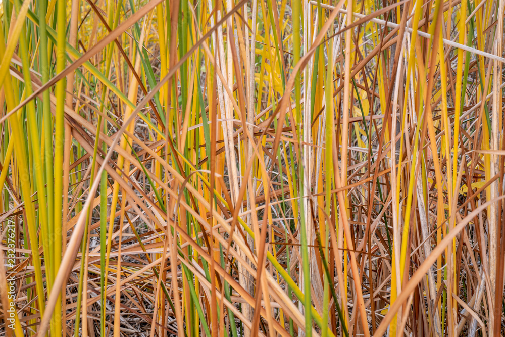 Obraz premium lake reeds background
