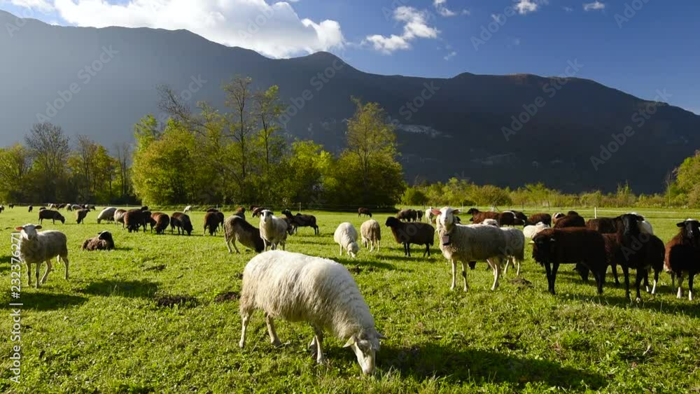 Sheep on green grass grazing in sunny day in mountains Sheep on green grass grazing in sunny day in mountains