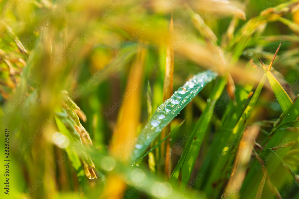Fresh dew on the paddy leaf