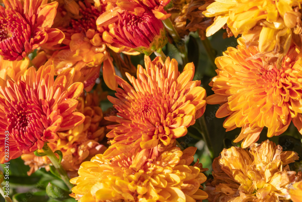 bouquet of orange flowers bouquet of orange flowers
