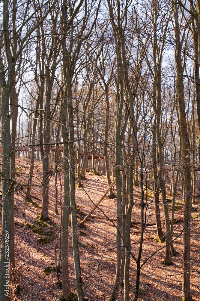 Obraz premium Im Wald