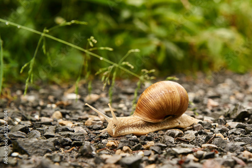 Weinbergschnecke kriecht auf einem Schotterweg photo