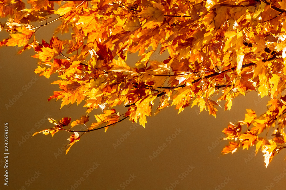 Maple leaves changing colour in Irish Park, Toronto Ontario, Canada