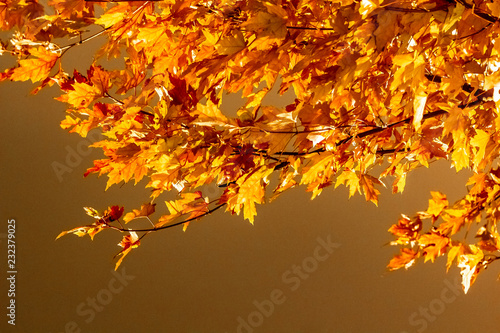 Maple leaves changing colour in Irish Park  Toronto Ontario  Canada