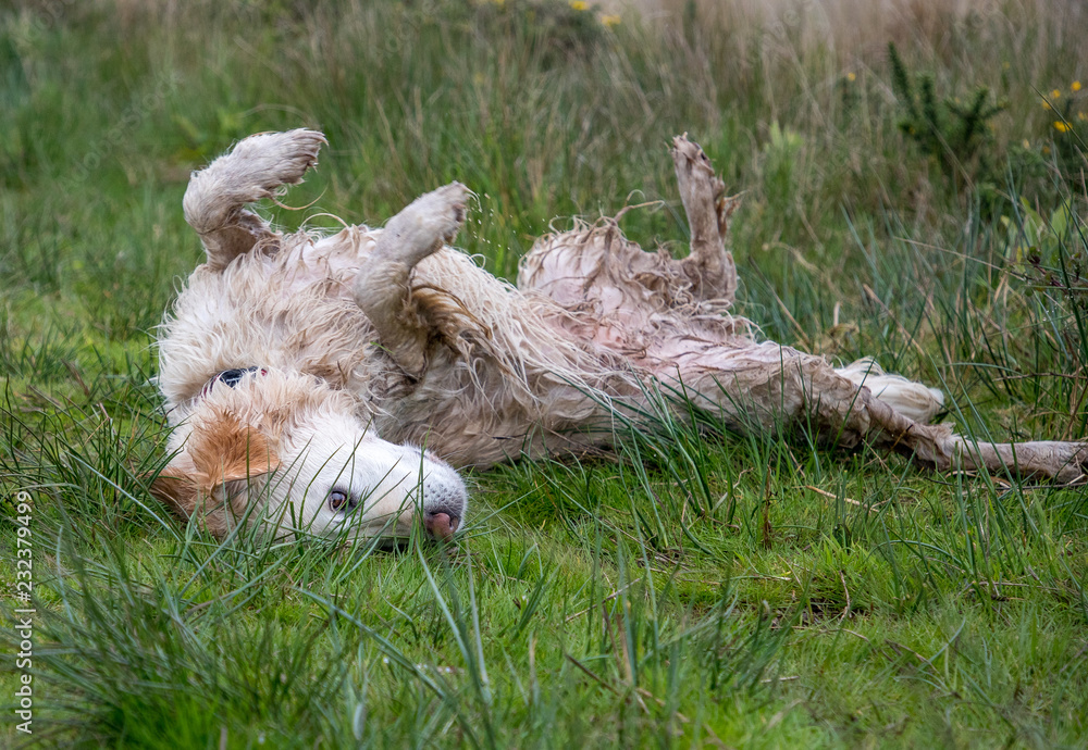 Roll over the wet grass! 