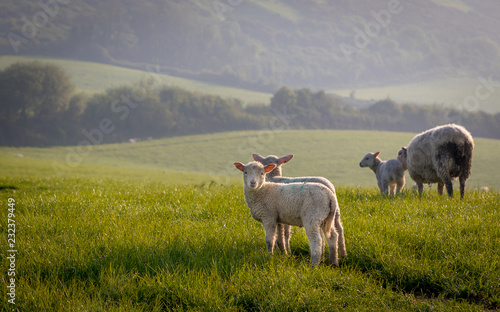 Spring lambs with early morning dew