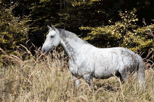 Holl  ndisches Warmblut