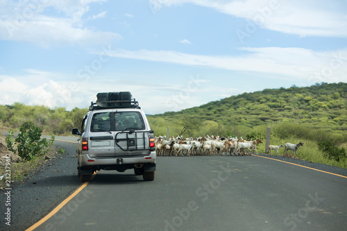 Off road vehicle drives around a herd of goats in the remote border region between Kenya and Ethiopia.