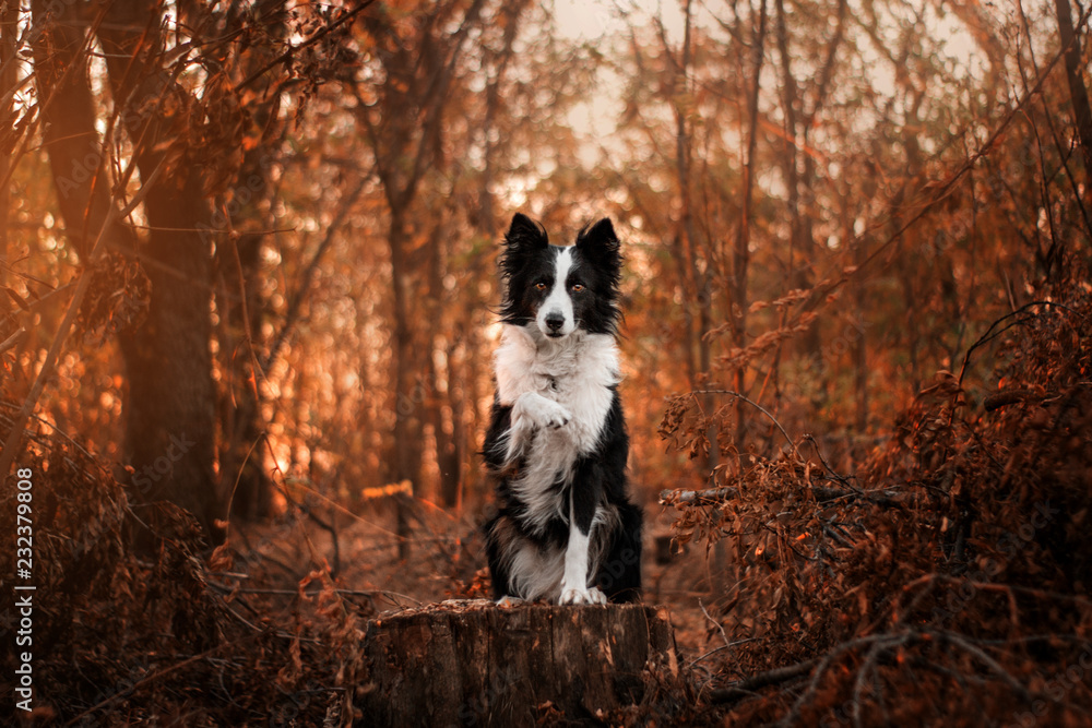 border collie dog in the autumn forest makes a wonderful sunset trick funny