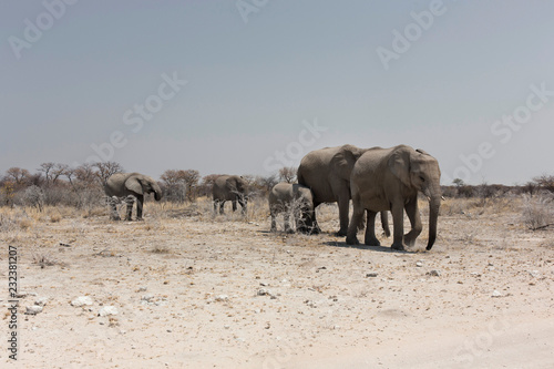 Elephant herd, Etosha National Park, Namibia