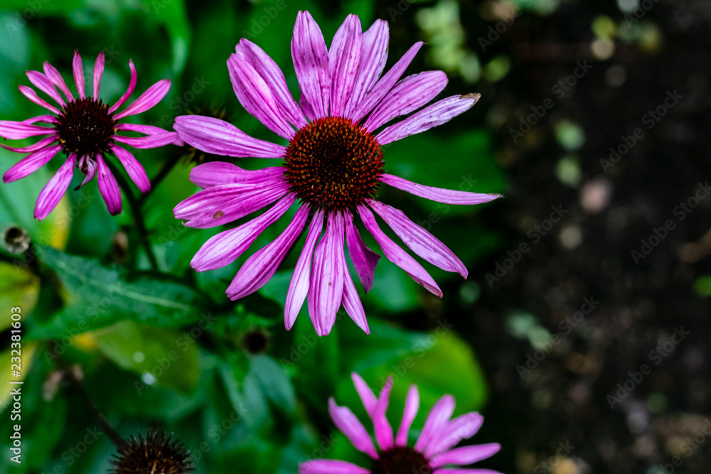 Purple cone flowers and plant at the end of season.