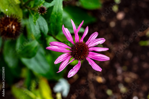 Obraz na płótnie Purple cone flowers and plant at the end of season. w salonie