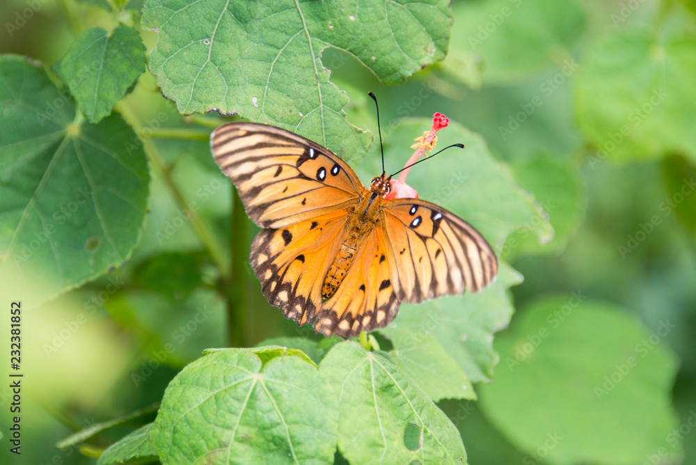 Obraz premium Butterfly