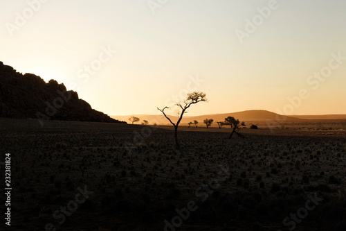 Sandy dune and dried dead trees in a Namibian desert  Namib Naukluft national park  Namibia