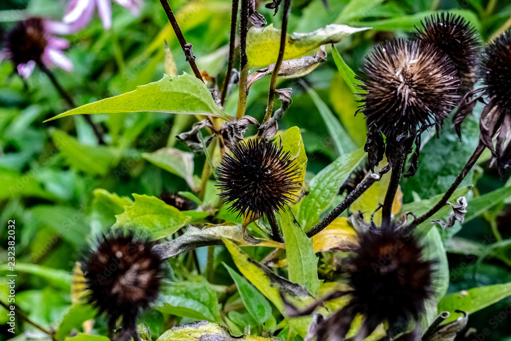 Black bur seed pods leftover from purple cone flowers on a fall day