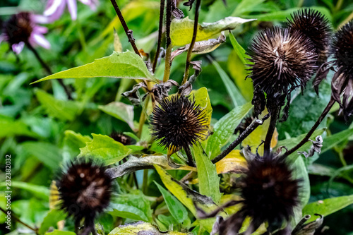 Obraz na płótnie Black bur seed pods leftover from purple cone flowers on a fall day w salonie