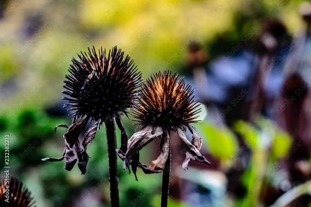 Black bur seed pods leftover from purple cone flowers on a fall day