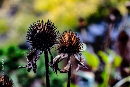 Obraz na płótnie Black bur seed pods leftover from purple cone flowers on a fall day w salonie
