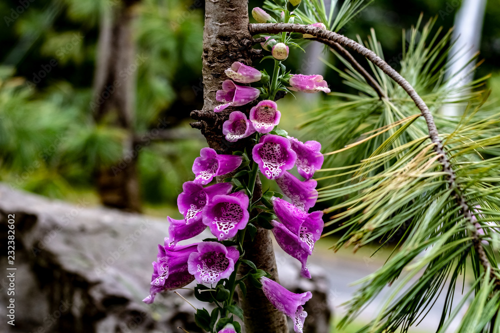 Close up of purple snapdragons with a white and black leaopard print stripe up the inside & dew drops