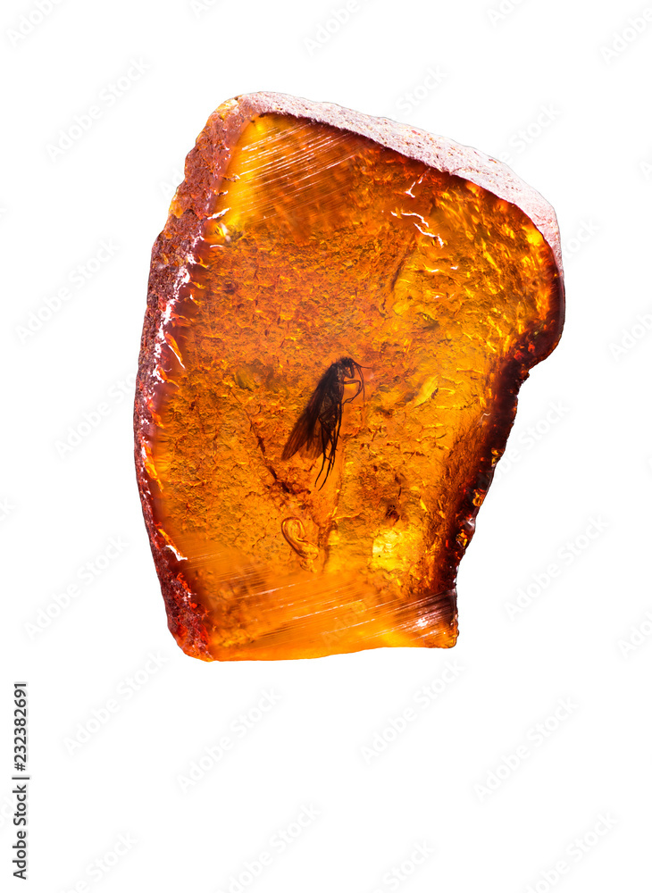 Amazing piece of Baltic Amber with frozen in it prehistoric fly. Photo isolated on a white background with reflection. Amazing piece of Baltic Amber with frozen in it prehistoric fly. Photo isolated on a white background with reflection.