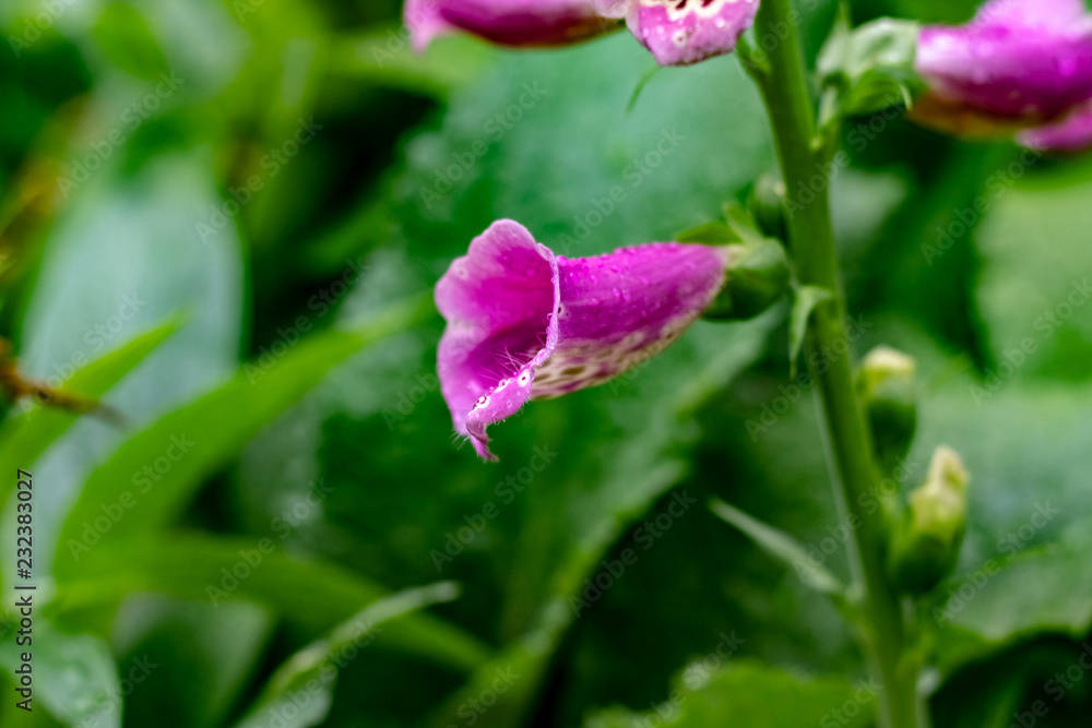 Close up of purple snapdragons with a white and black leaopard print stripe up the inside & dew drops