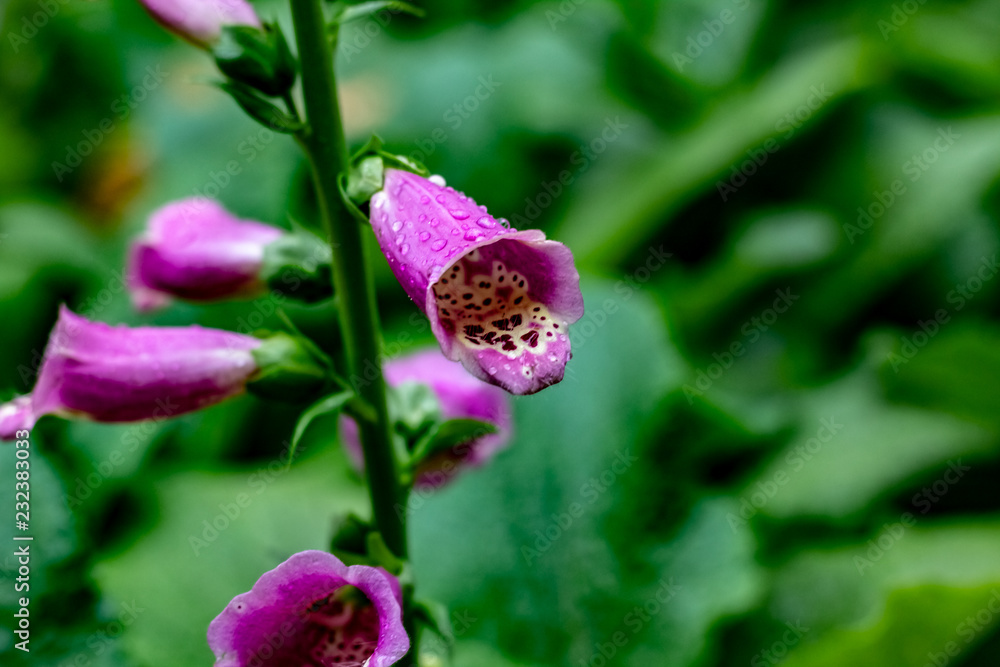 Close up of purple snapdragons with a white and black leaopard print stripe up the inside & dew drops