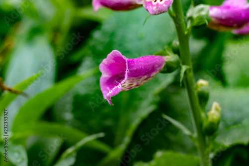 Close up of purple snapdragons with a white and black leaopard print stripe up the inside & dew drops photo