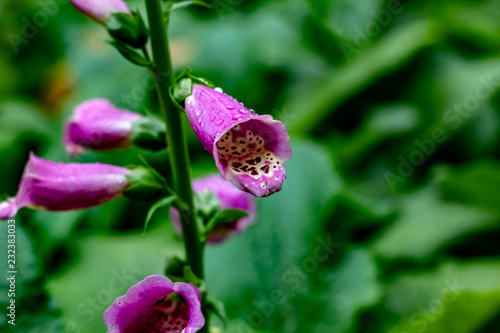 Obraz na płótnie Close up of purple snapdragons with a white and black leaopard print stripe up the inside & dew drops w salonie