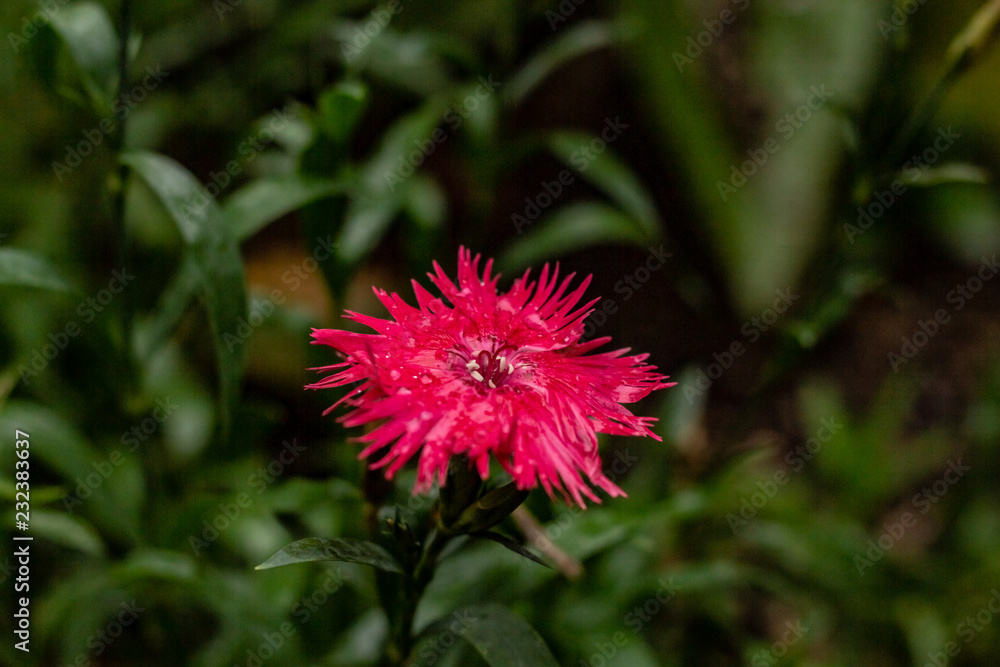 A bright pink raggy looking flower on a cold autmn day in Toronto Ontario