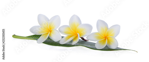 Frangipani flower isolated on white background