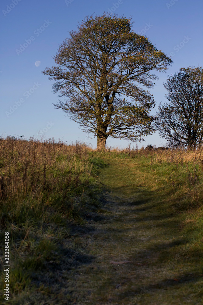 Fototapeta premium Country park