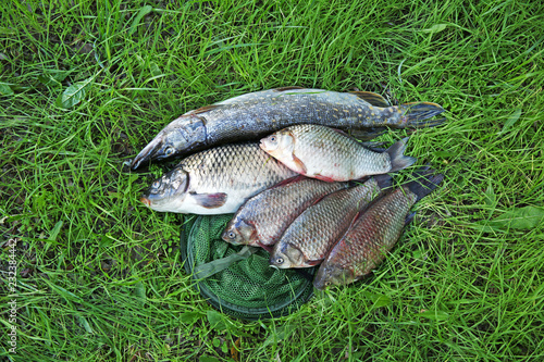 Catch and fishing net on green grass, above view