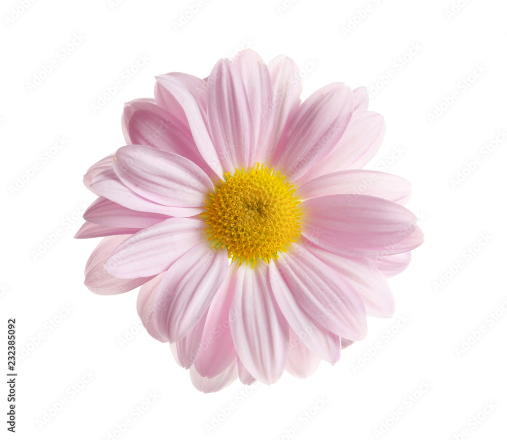 Beautiful and delicate chamomile flower on white background Beautiful and delicate chamomile flower on white background