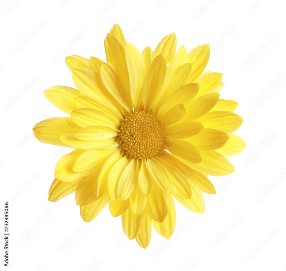 Beautiful and delicate chamomile flower on white background Beautiful and delicate chamomile flower on white background