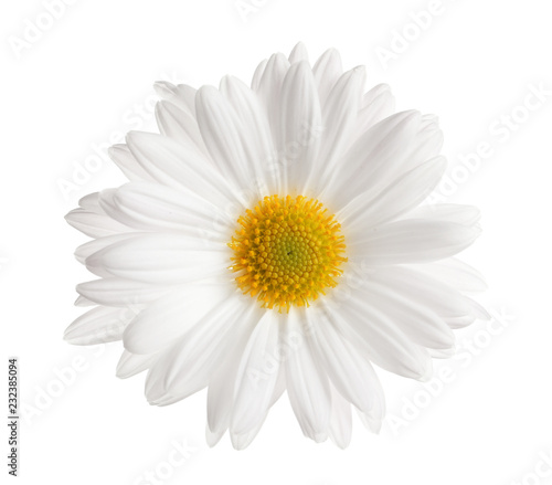 Beautiful and delicate chamomile flower on white background