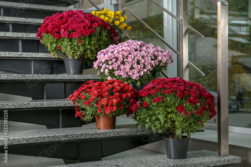 Beautiful composition with chrysanthemum flowers on stone stairs indoors