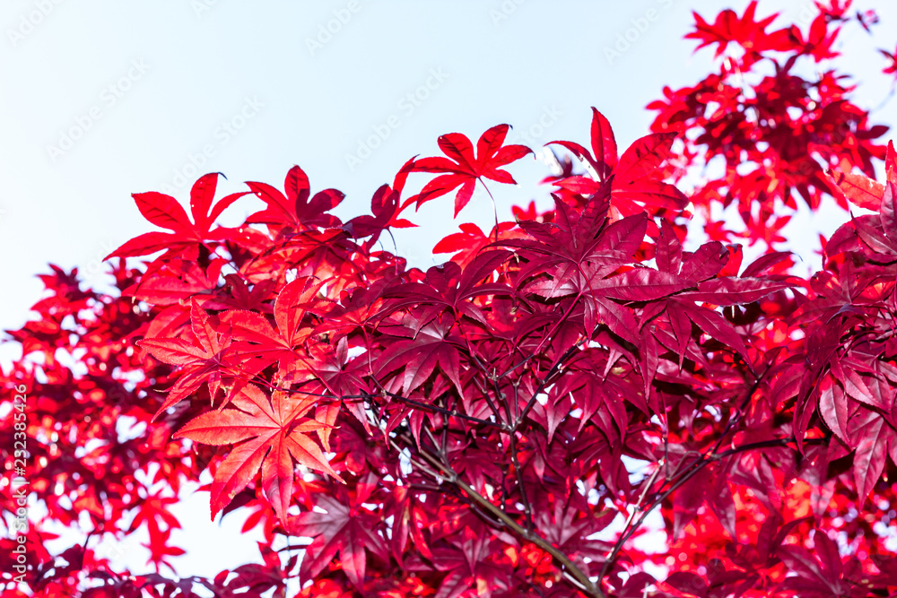 Red Japaneese Maple tree close up showing the detail in the leaves on a cool fall day.