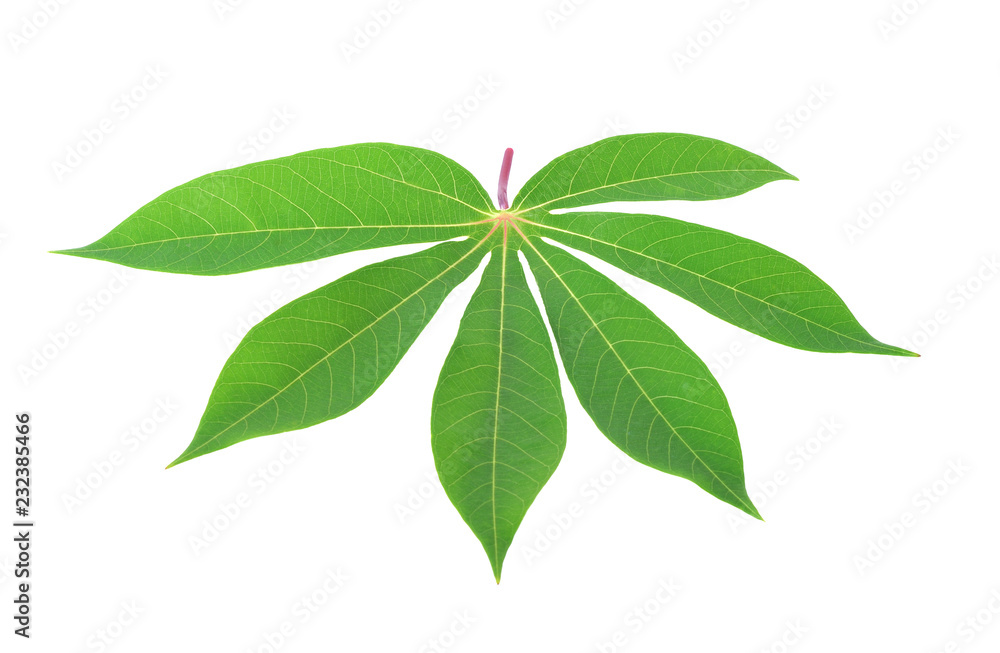 cassava leaf isolated on white background cassava leaf isolated on white background