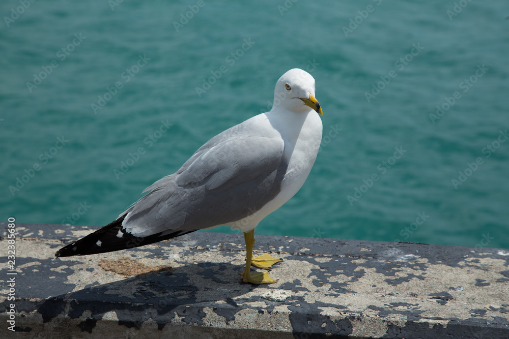 Fototapeta premium Chicago