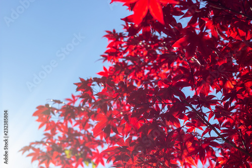 Obraz na płótnie Red Japaneese Maple tree close up showing the detail in the leaves on a cool fall day. w salonie
