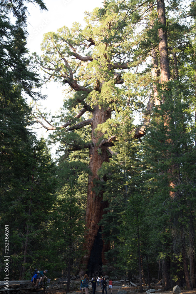 Fototapeta premium Yosemite National Park