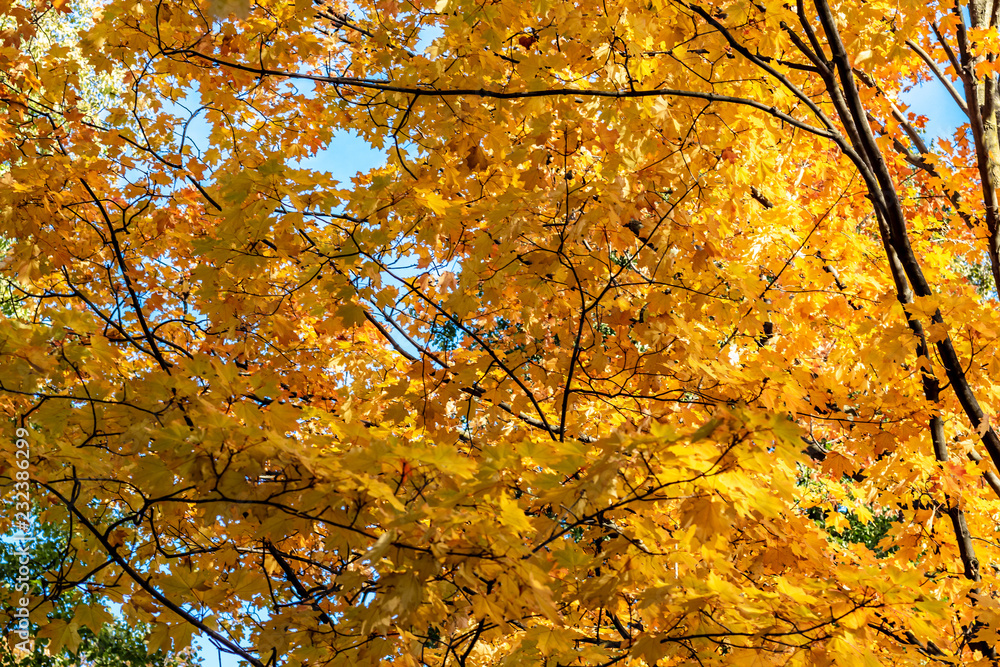 Looking up at a tree filled with bright yellow leaves in Autumn season, Toronto Ontario, Canada