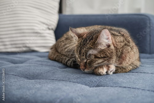 Fototapeta Naklejka Na Ścianę i Meble -  Cute cat lying on a sofa