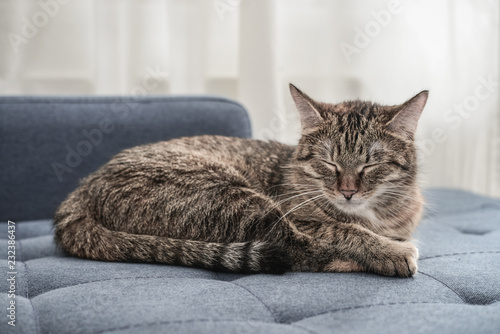 Fototapeta Naklejka Na Ścianę i Meble -  Cute cat lying on a sofa