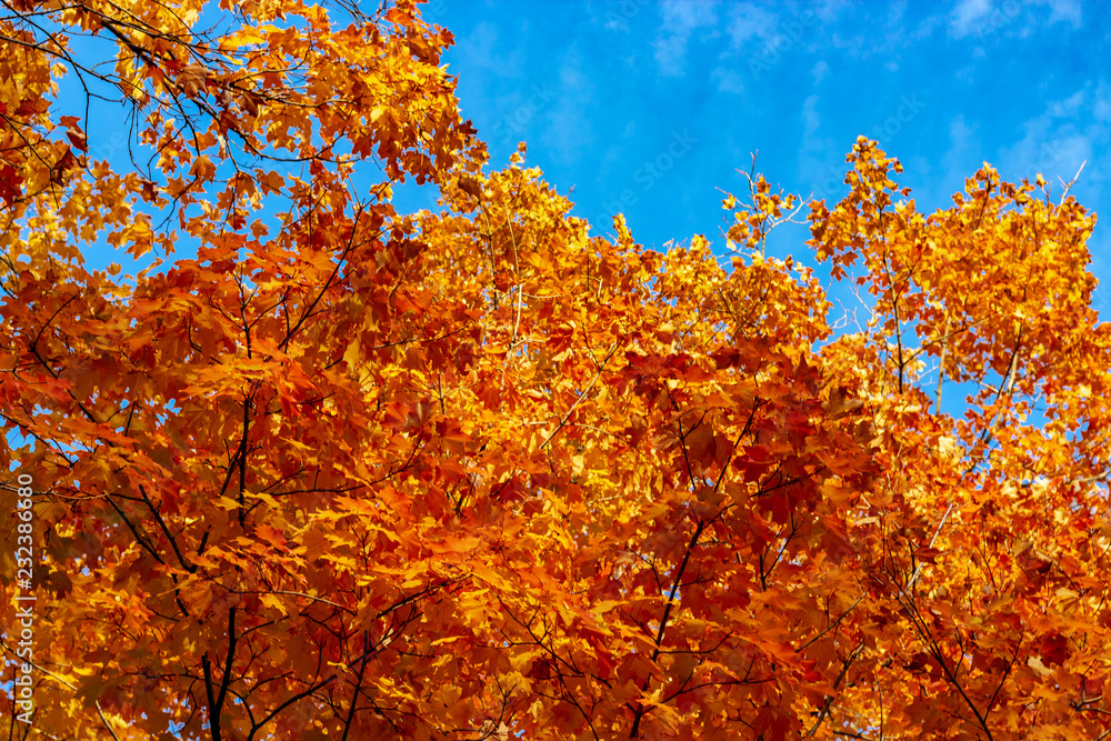 Looking up at a tree filled with bright orange leaves in Autumn season, Toronto Ontario, Canada