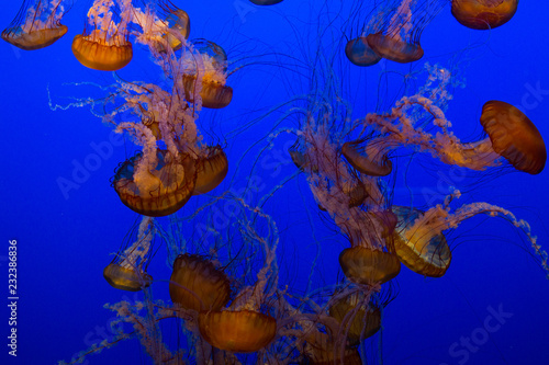 Jellyfish