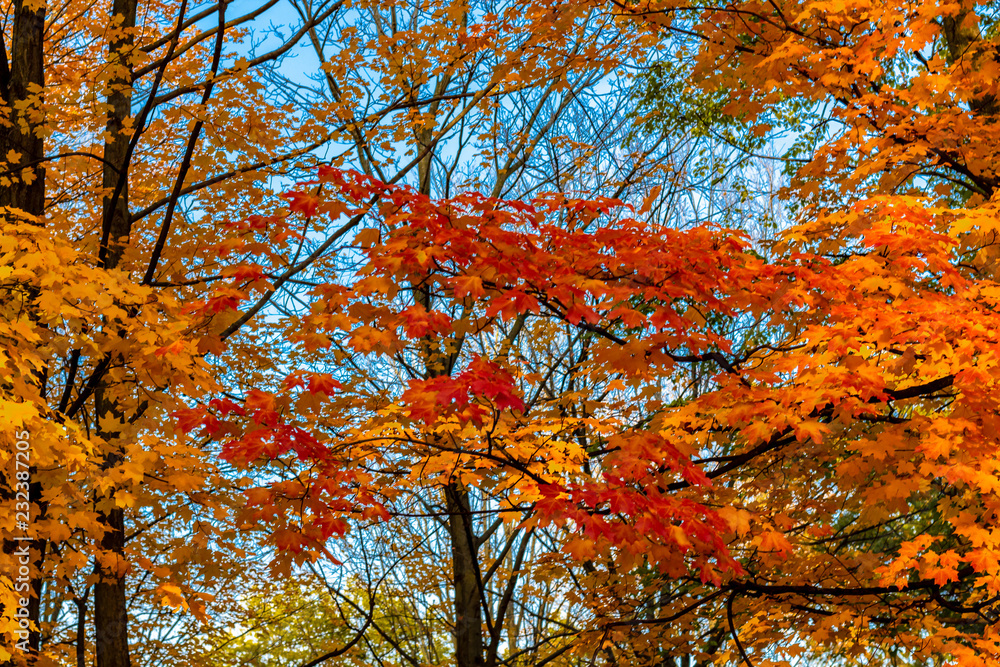 Looking up at a tree filled with bright orange leaves in Autumn season, Toronto Ontario, Canada