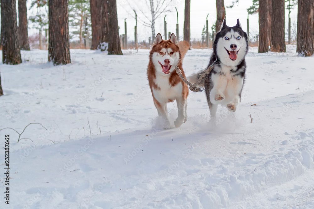Couple of dogs Siberian husky with crazy funny faces run forward. Cute Dogs run through the snow to you.