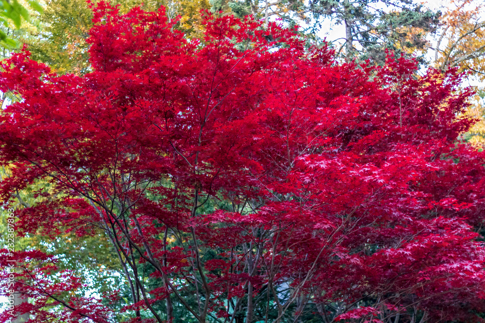 Looking up at a red Japaneese maple tree in autumn months